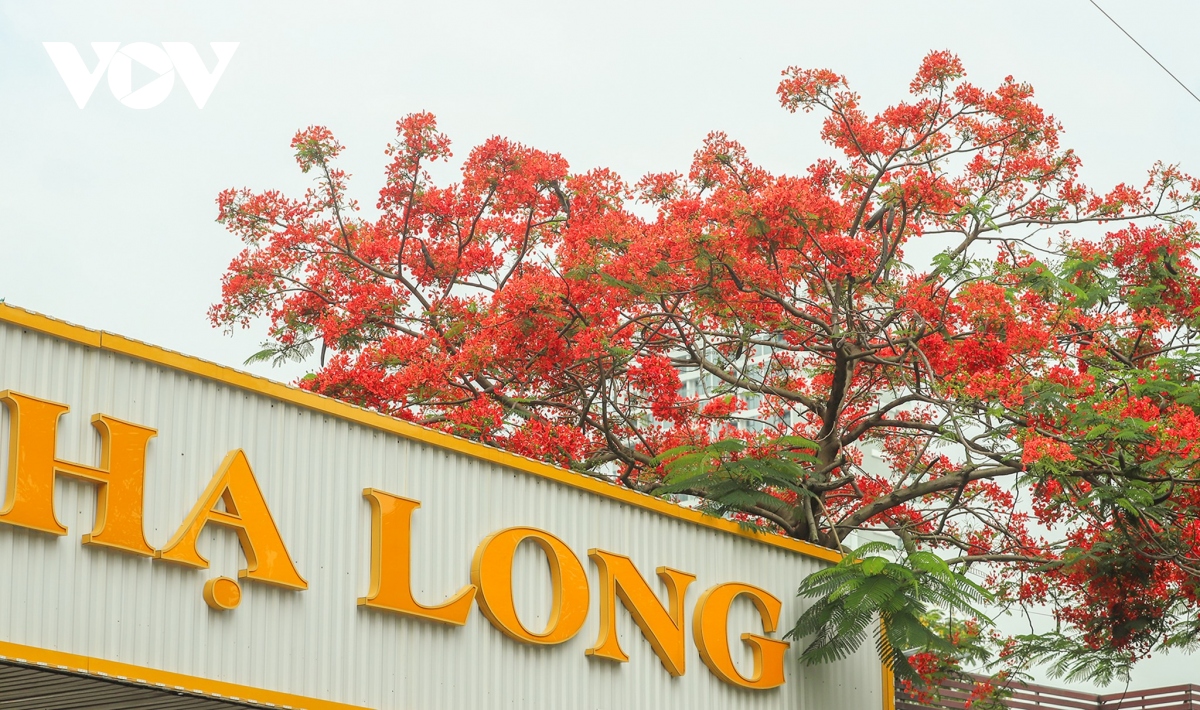 sac he ruc ro tren pho bien ha long hinh anh 10